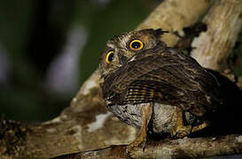 Moluccan Scops Owl