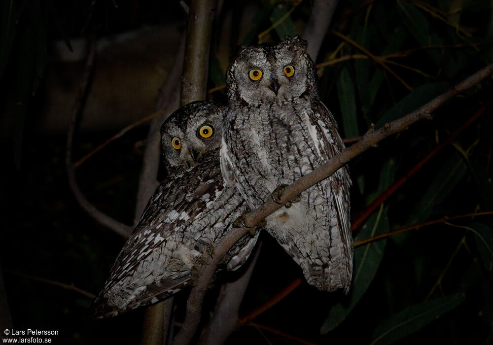 Petit-duc scops