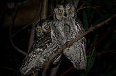 Petit-duc scops