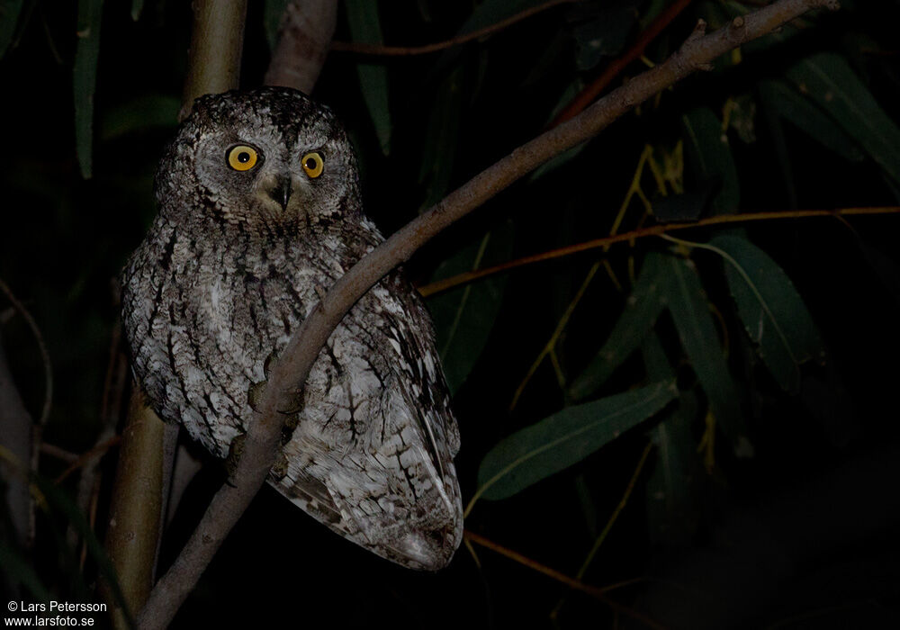 Petit-duc scops