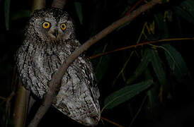 Eurasian Scops Owl