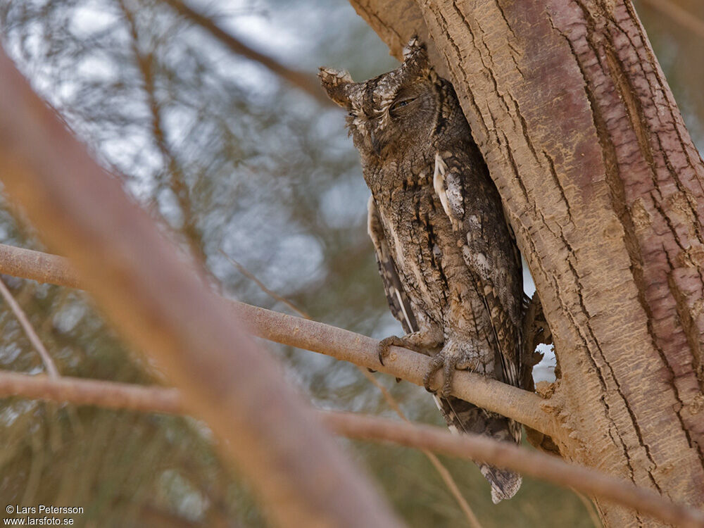 Petit-duc scops