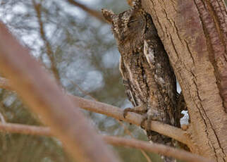 Petit-duc scops