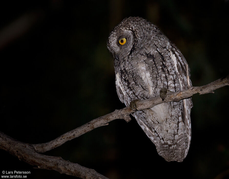 Petit-duc scops