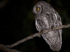 Eurasian Scops Owl