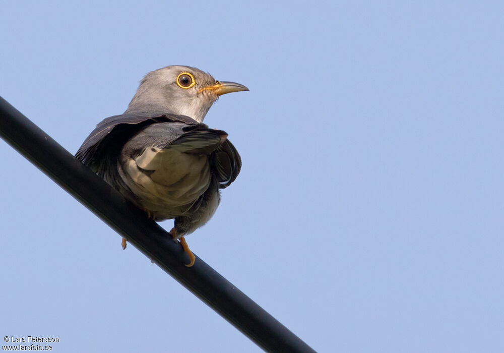 Lesser Cuckoo