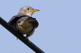 Lesser Cuckoo