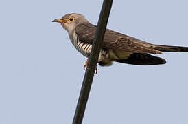 Lesser Cuckoo