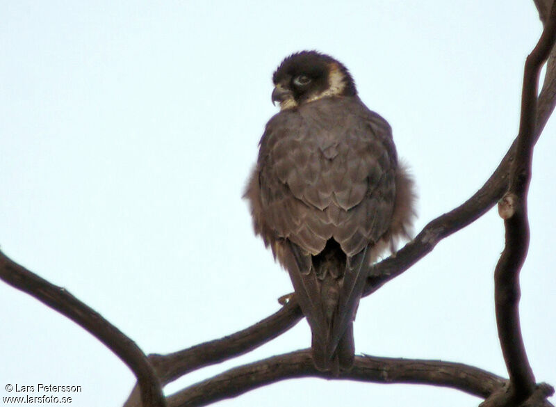 Australian Hobby