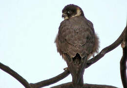 Australian Hobby