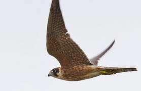 Australian Hobby