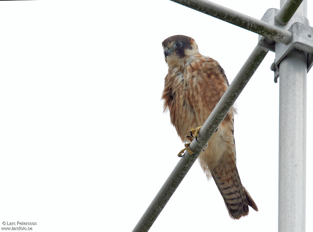 Australian Hobby