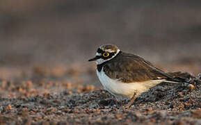 Little Ringed Plover