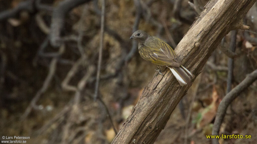 Lesser Honeyguide