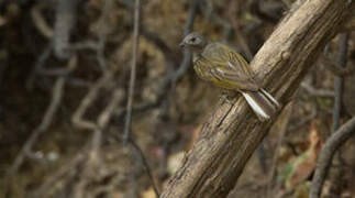 Lesser Honeyguide