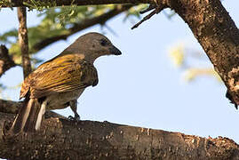 Lesser Honeyguide