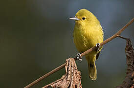 Common Iora