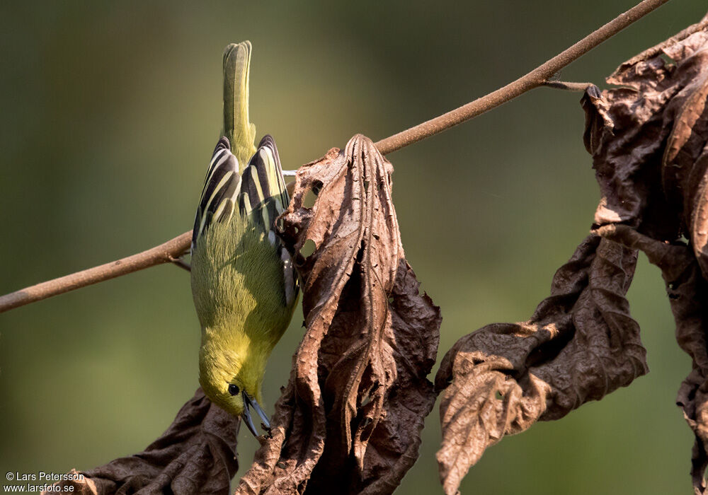 Common Iora