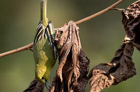 Common Iora