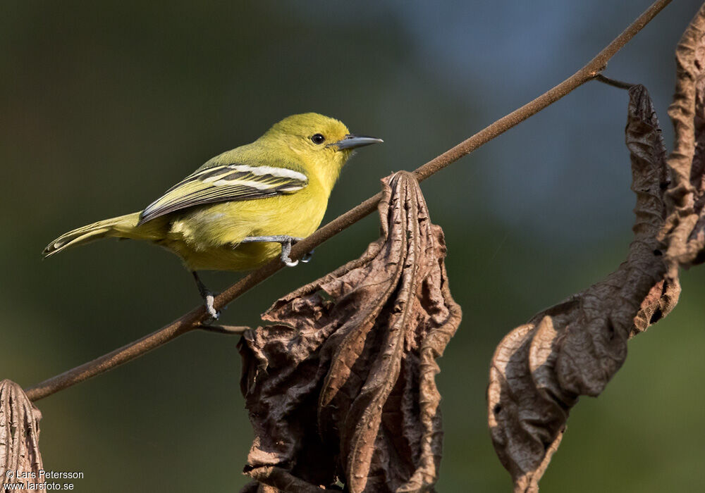 Common Iora