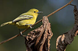 Common Iora