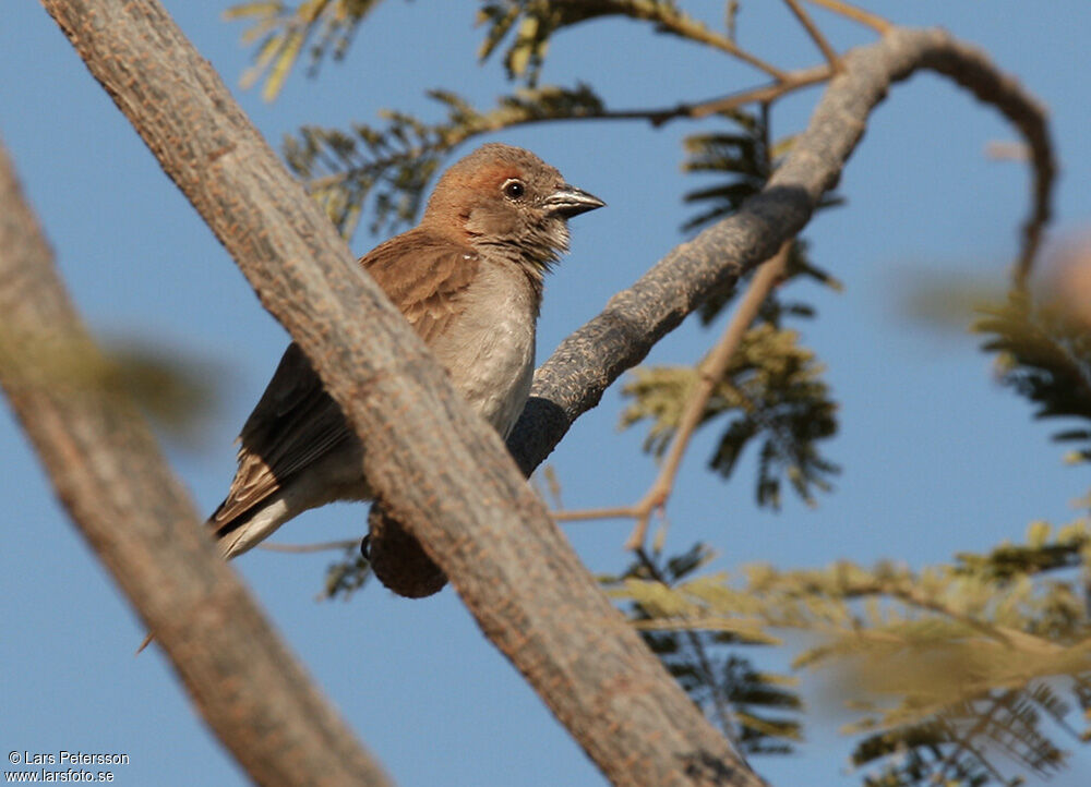 Sahel Bush Sparrow