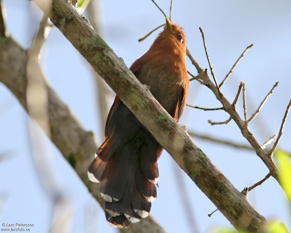 Little Cuckoo