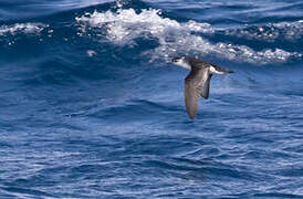 Little Shearwater