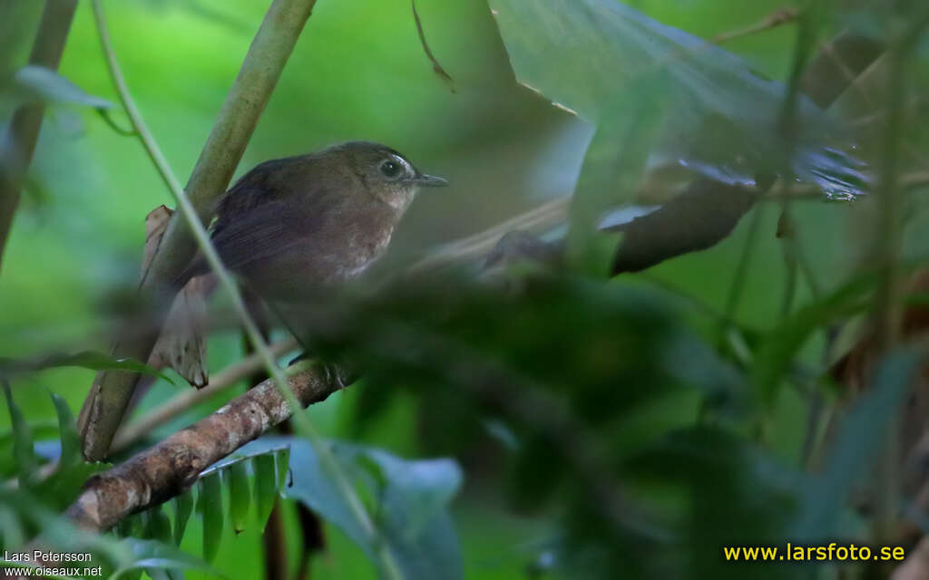 Petite Brachyptère