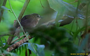 Lesser Shortwing