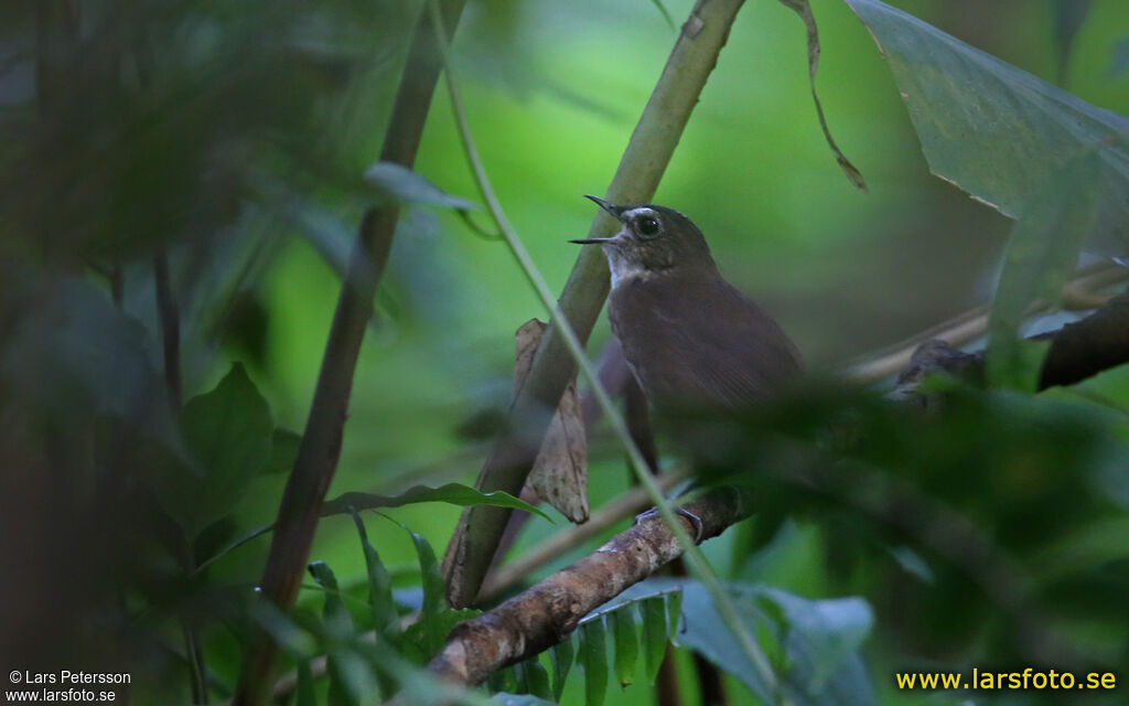 Petite Brachyptère