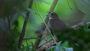 Lesser Shortwing