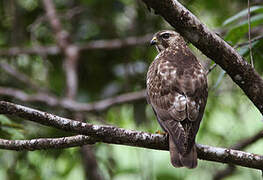 Broad-winged Hawk