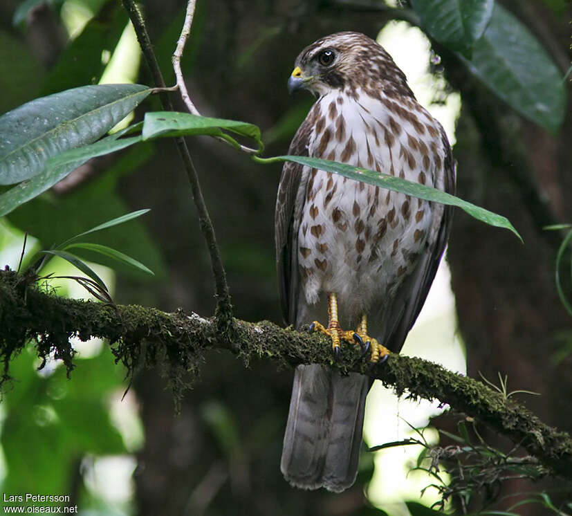 Broad-winged HawkFirst year, close-up portrait