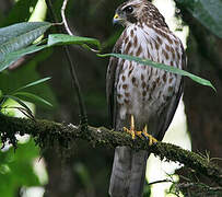 Broad-winged Hawk