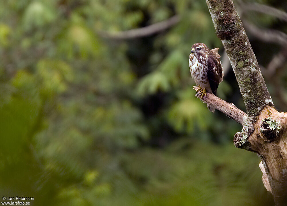 Broad-winged Hawk