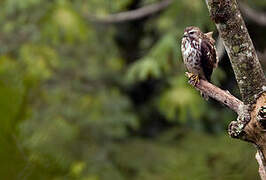 Broad-winged Hawk