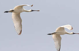 Black-faced Spoonbill