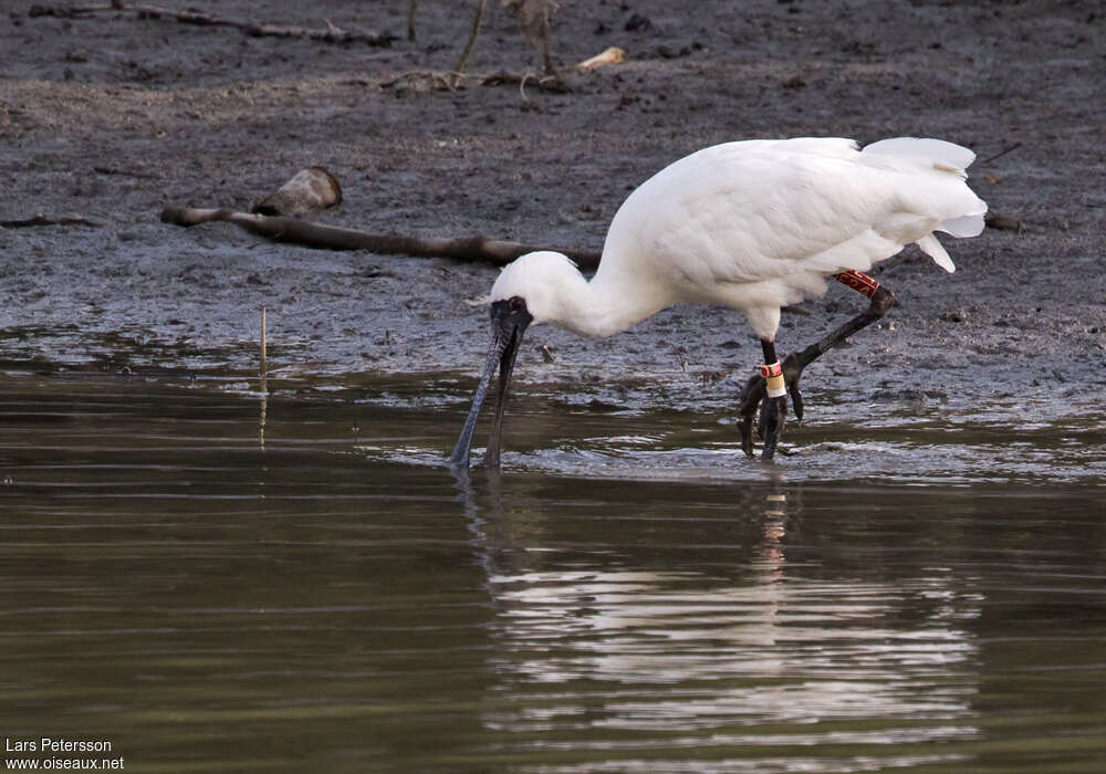 Black-faced Spoonbilladult, eats