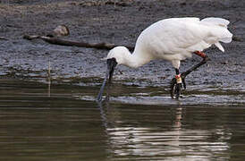 Black-faced Spoonbill