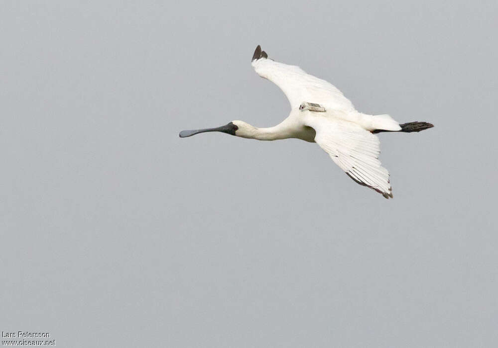 Black-faced Spoonbilladult, Flight, Behaviour