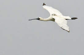 Black-faced Spoonbill