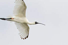 Black-faced Spoonbill