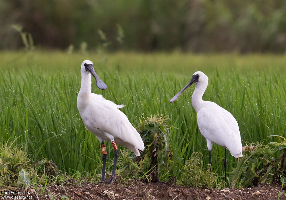 Black-faced Spoonbill, habitat, pigmentation, Behaviour