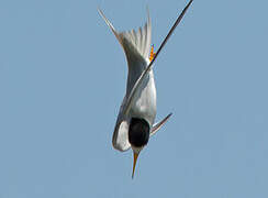 Least Tern