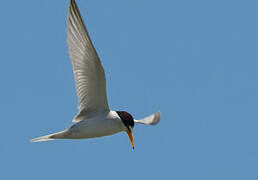 Least Tern