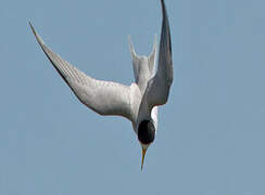 Least Tern