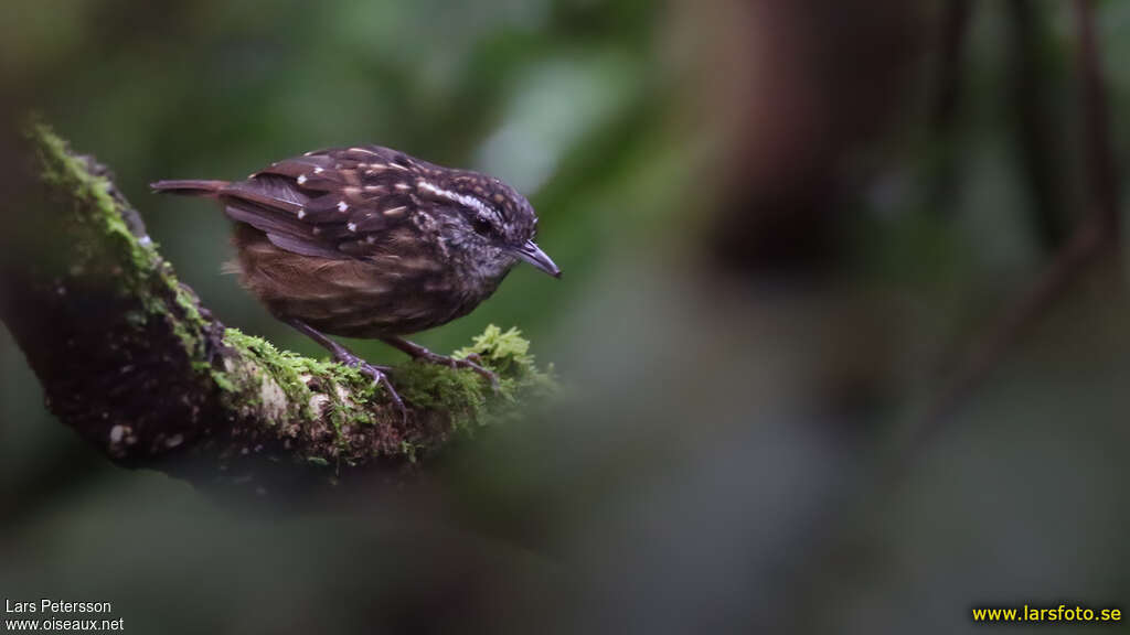 Petite Turdinuleadulte, identification