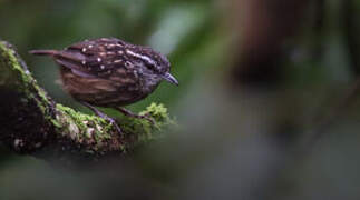 Eyebrowed Wren-Babbler