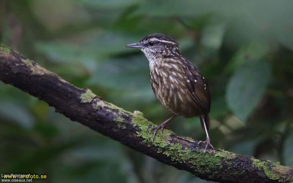 Eyebrowed Wren-Babbleradult, close-up portrait